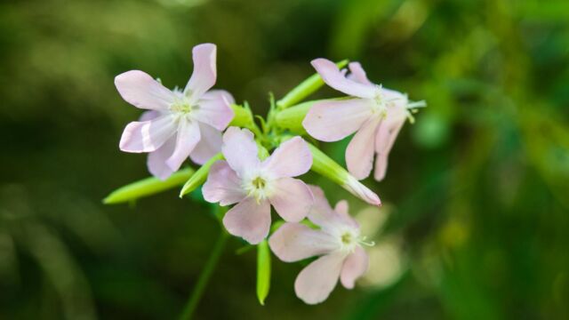 Saponaria officinalis Saponaria officinalis