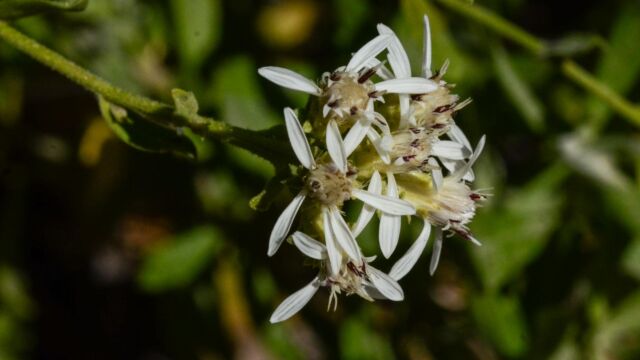 Sericocarpus oregonensis Oregon whitetop aster, Sericocarpus oregonensis