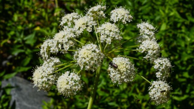Angelica breweri Brewer's angelica, Angelica breweri