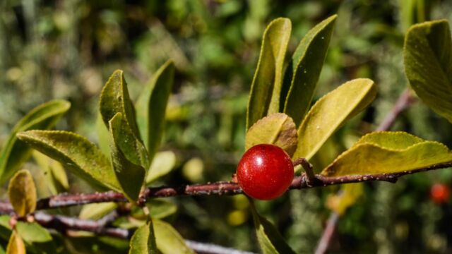Prunus emarginata, Bitter Cherry, Prunus emarginata,