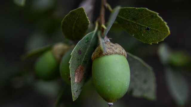 Quercus vacciniifolia Huckleberry oak, Quercus vacciniifolia