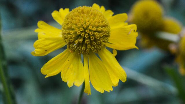 Helenium bigelovii Sneezeweed,Helenium bigelovii
