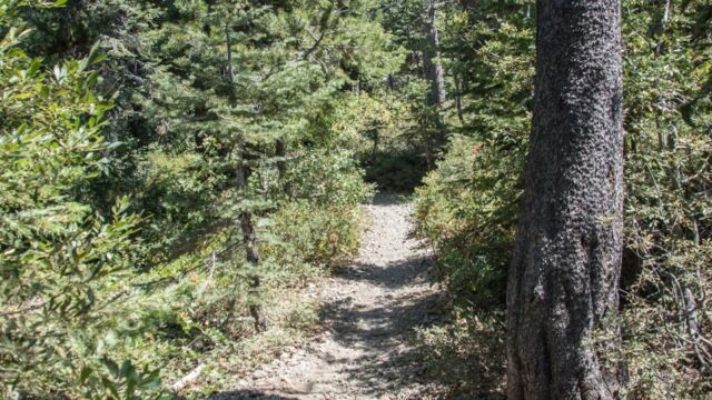 Trail through the forest towards Grass Lake Trail through the forest towards Grass Lake