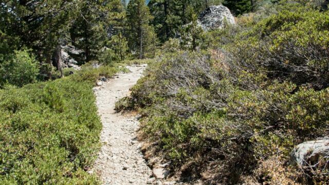 Gravel trail through the shrubs towards Grass Lake Gravel trail through the shrubs towards Grass Lake
