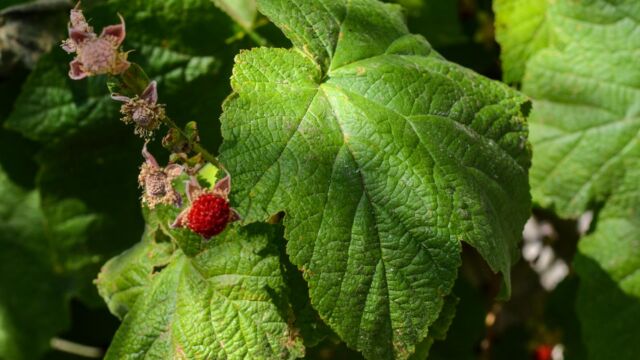 Rubus parviflorus Western thimbleberry, Rubus parviflorus