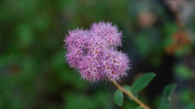 Spiraea splendens Rose meadowsweet, Spiraea splendens