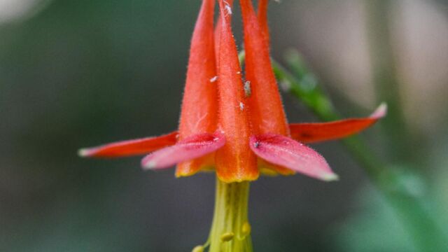 Aquilegia formosa Crimson columbine, Aquilegia formosa