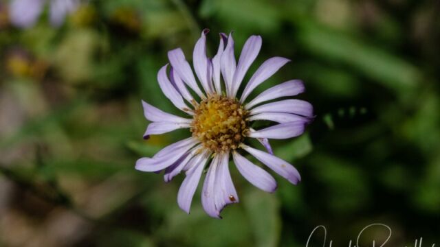 Symphyotrichum spathulatum Western mountain aster