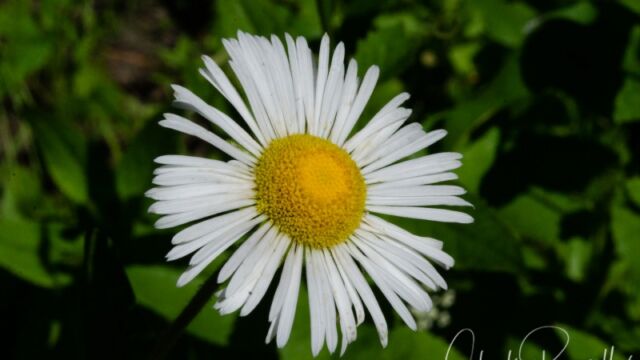 Erigeron coulteri Coulter's daisy
