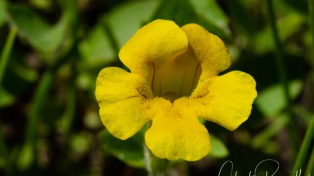 Erythranthe inodora Musk monkeyflower