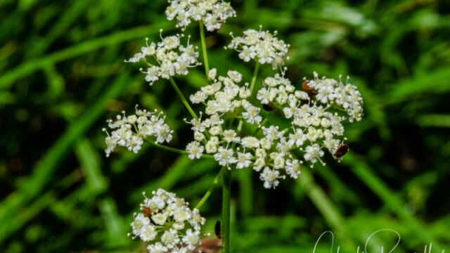 Ligusticum grayi Gray's lovage