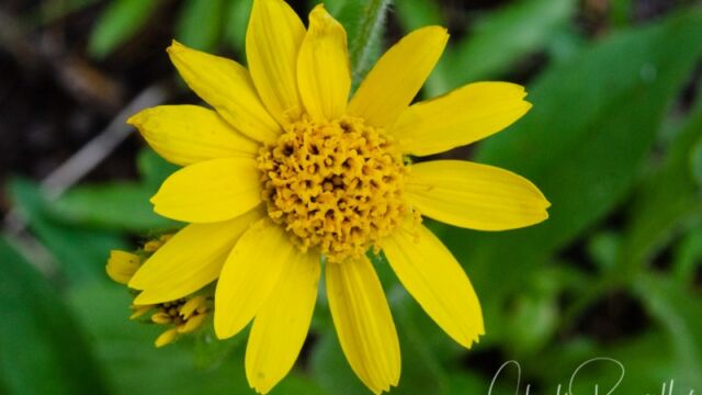 Arnica mollis Hairy arnica