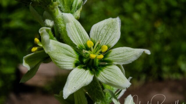 Veratrum californicum Corn lily