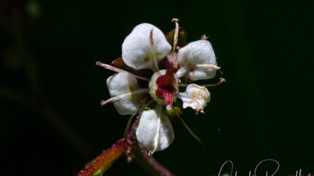 Micranthes odontoloma Brook saxifrage