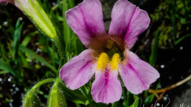 Erythranthe lewisii Lewis' monkey flower