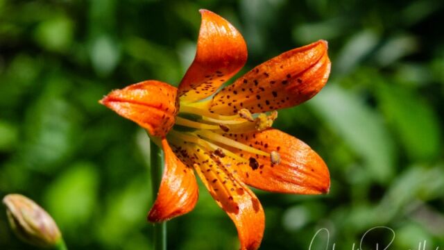 Lilium parvum Alpine lily