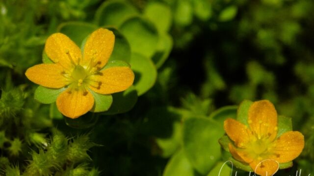 Hypericum anagalloides Tinker's penny