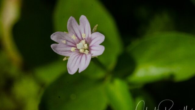 Epilobium glaberrimum Glaucous willow herb