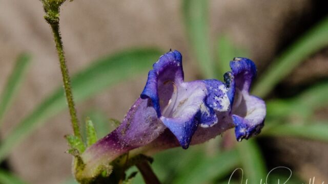 Penstemon laetus, probably, the flowers were very old Mountain blue penstemon