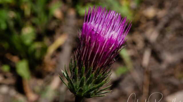 Cirsium andersonii Anderson's thistle