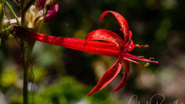Ipomopsis aggregata Scarlet gilia