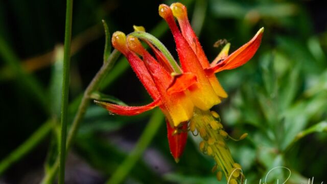 Aquilegia formosa Crimson columbine