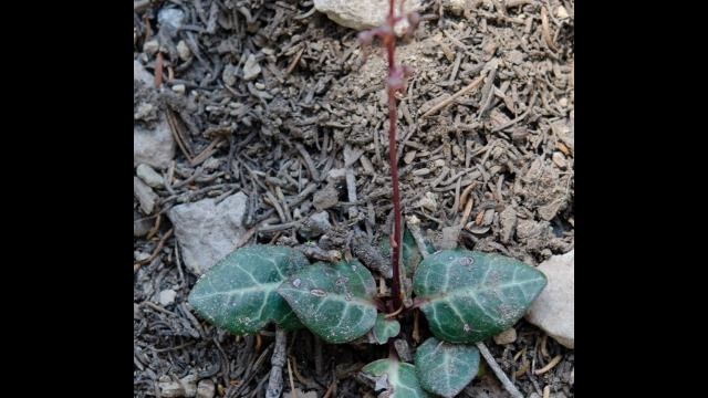 Pyrola picta White veined wintergreen