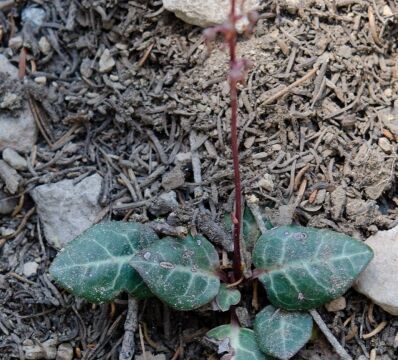 Pyrola picta White veined wintergreen