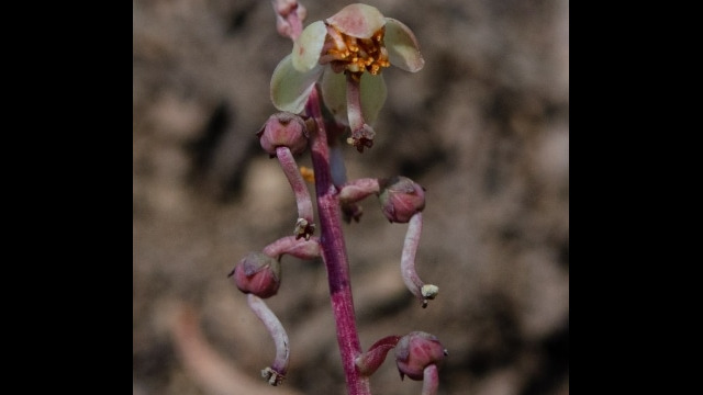 Pyrola picta White veined wintergreen