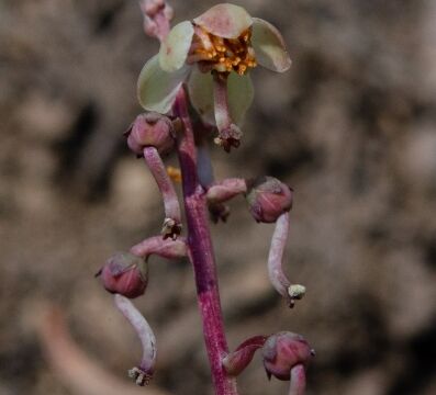 Pyrola picta White veined wintergreen