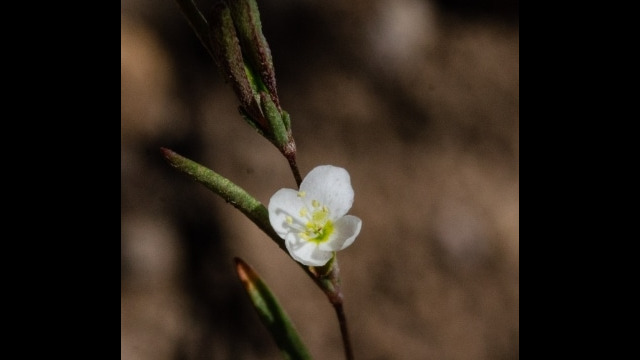 Gayophytum diffusum ssp. parviflorum Spreading groundsmoke