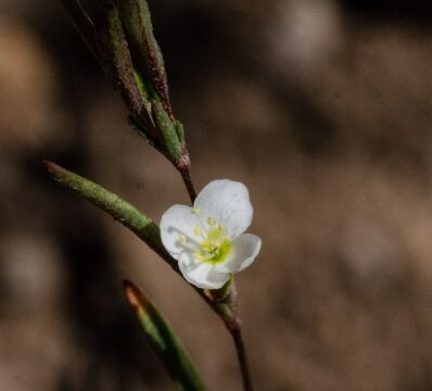 Gayophytum diffusum ssp. parviflorum Spreading groundsmoke