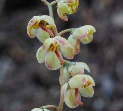 Pyrola asarifolia Bog wintergreen