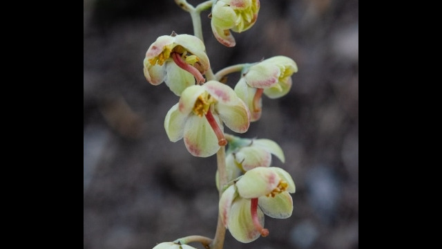 Pyrola asarifolia Bog wintergreen