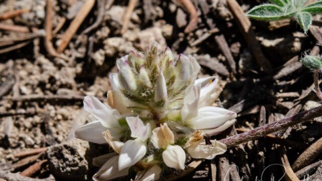 Lupinus breweri var. breweri. Brewer's lupine