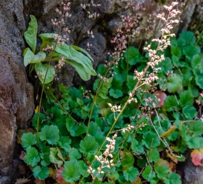 Heuchera rubescens Pink alumroot