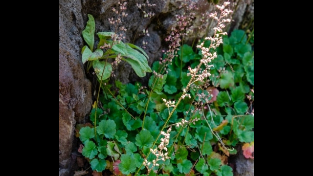 Heuchera rubescens Pink alumroot