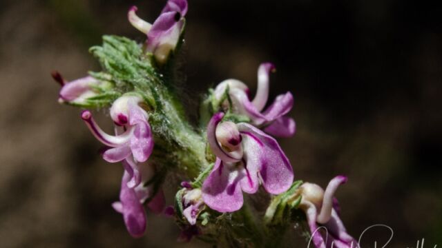 Pedicularis attollens Little elephant's head