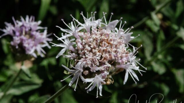 Monardella odoratissima Coyote mint