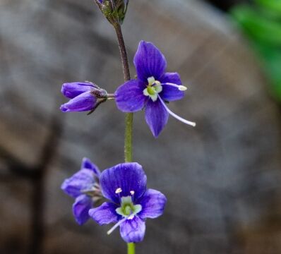 Veronica cusickii, CNPS Rare Plant Rank: 4.3 Cusick's speedwell