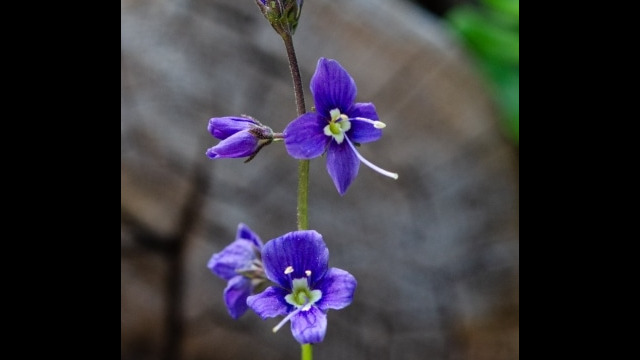 Veronica cusickii, CNPS Rare Plant Rank: 4.3 Cusick's speedwell