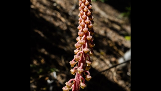 Pterospora andromedea Pine drops