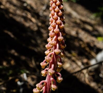Pterospora andromedea Pine drops
