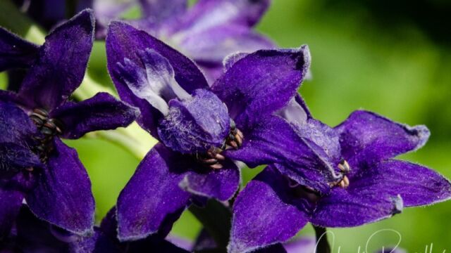 Delphinium glaucum Mountain larkspur