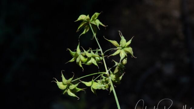 Thalictrum fendleri Fendler's meadow rue