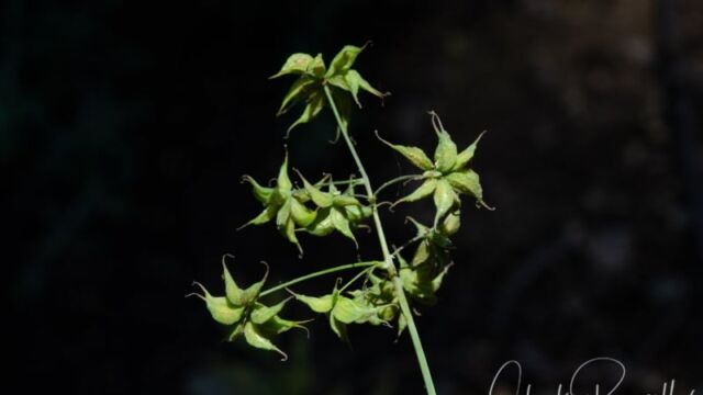 Thalictrum fendleri Fendler's meadow rue