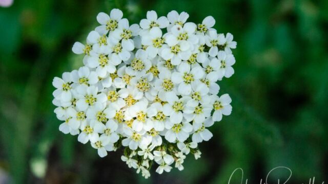 Achillea millefolium Common yarrow
