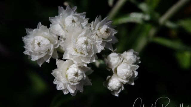 Anaphalis margaritacea Pearly everlasting