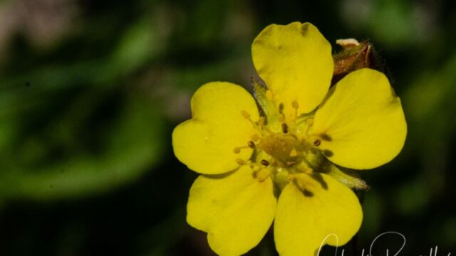 Potentilla gracilis Slender cinquefoil, Potentilla gracilis