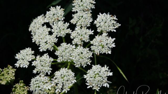 Heracleum maximum Cow parsnip, Heracleum maximum